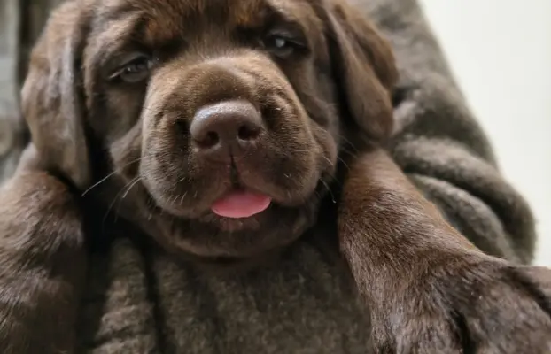 Śliczne suczki Labrador retriever. Rodzice FCI i SWKiPR 2