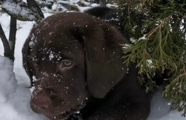 Śliczne suczki Labrador retriever. Rodzice FCI i SWKiPR 4