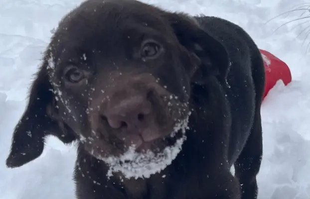 Śliczne suczki Labrador retriever. Rodzice FCI i SWKiPR 5
