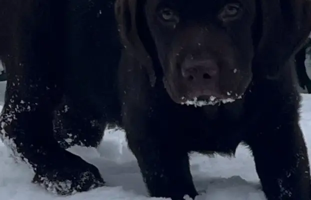 Śliczne suczki Labrador retriever. Rodzice FCI i SWKiPR 6