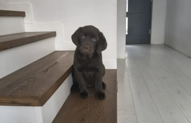 Śliczne suczki Labrador retriever. Rodzice FCI i SWKiPR 9