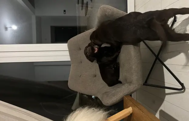 Śliczne suczki Labrador retriever. Rodzice FCI i SWKiPR 10