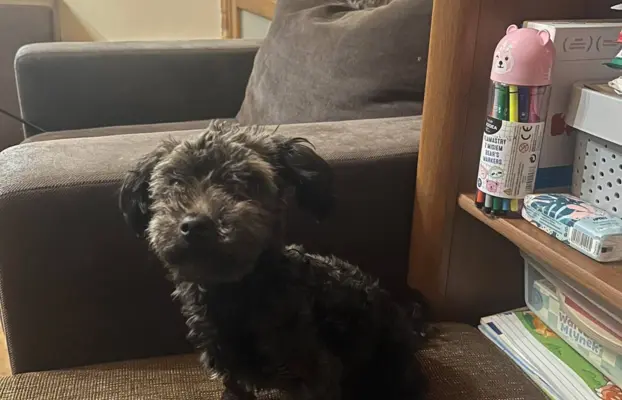 Irokez piesek rasy Rosyjska Bolonka Kolorowa 1