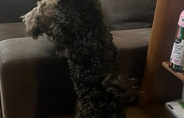 Irokez piesek rasy Rosyjska Bolonka Kolorowa 3