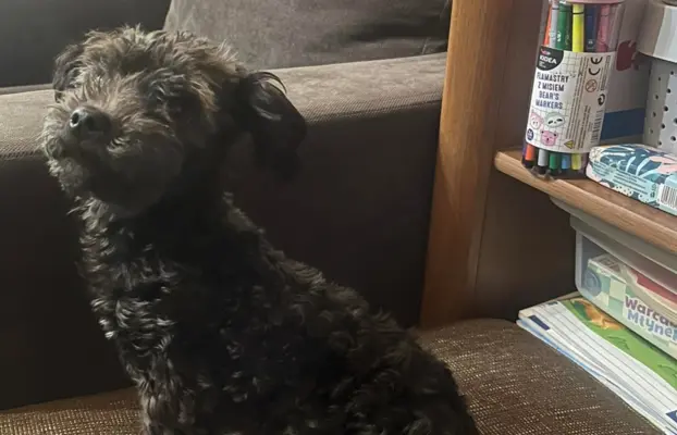 Irokez piesek rasy Rosyjska Bolonka Kolorowa 4