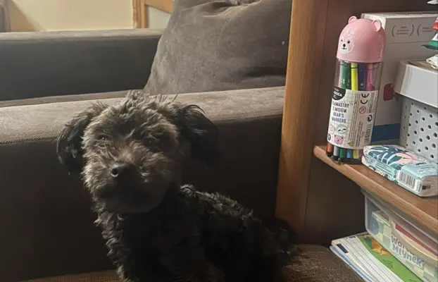 Irokez piesek rasy Rosyjska Bolonka Kolorowa 6