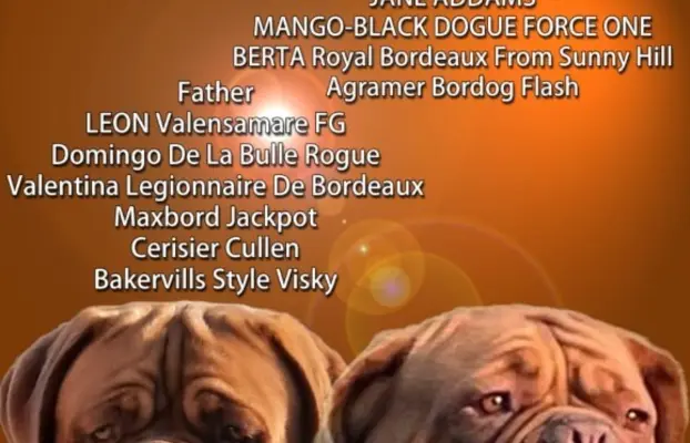 Bordoski dog Piękne szczenięta 1