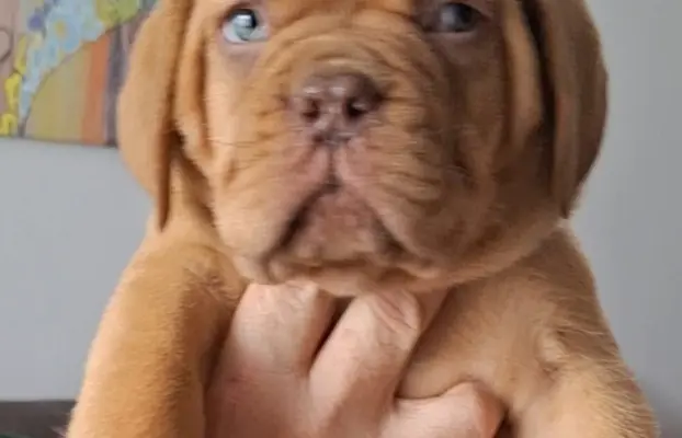 Bordoski dog Piękne szczenięta 2