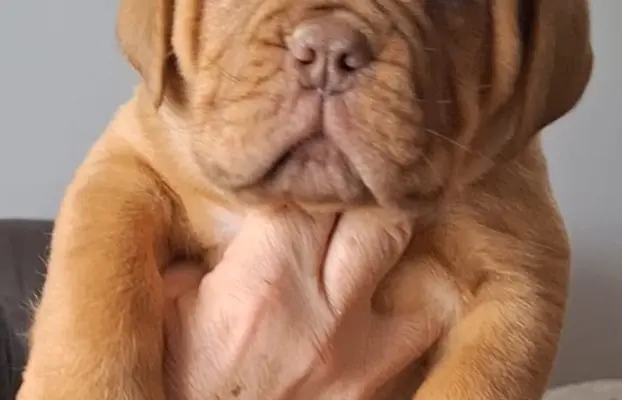 Bordoski dog Piękne szczenięta 3