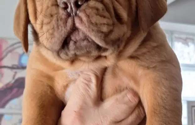 Bordoski dog Piękne szczenięta 4