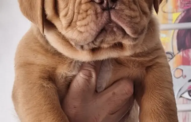 Bordoski dog Piękne szczenięta 5