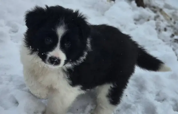 Szczeniak piesek border collie czarno-biały ZKWP FCI 3