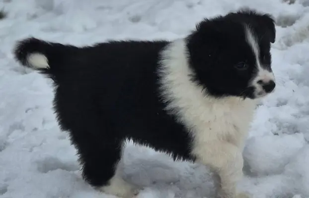 Szczeniak piesek border collie czarno-biały ZKWP FCI 5