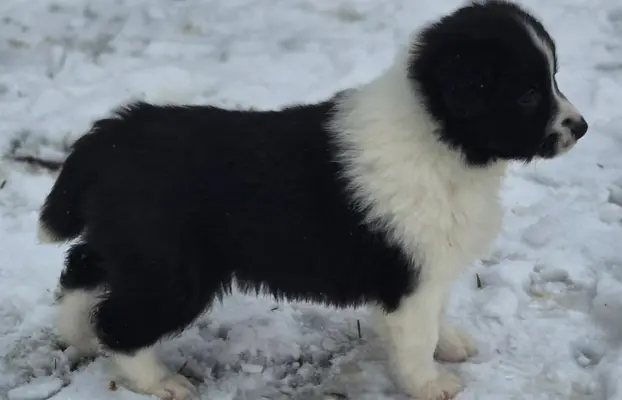 Szczeniak piesek border collie czarno-biały ZKWP FCI 6