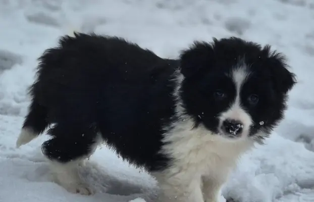 Szczeniak piesek border collie czarno-biały ZKWP FCI 4