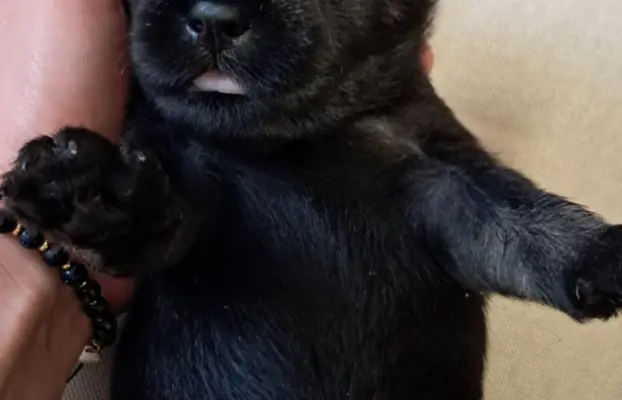 szczenięta sznaucer średni 5