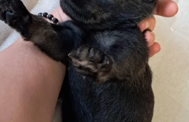 szczenięta sznaucer średni 6