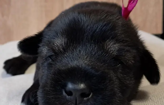 szczenięta sznaucer średni 7