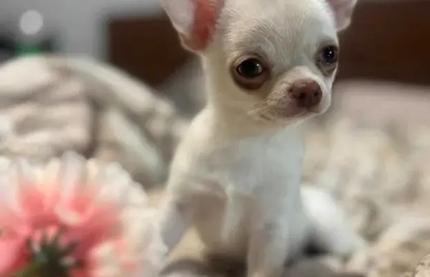 Cudowny chłopczyk krótkowłosy kremowy 1