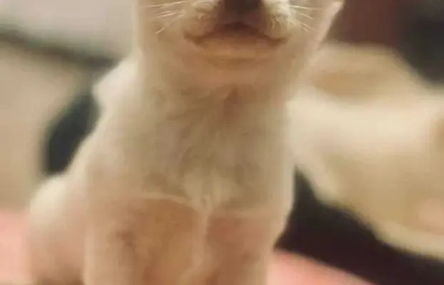 Cudowny chłopczyk krótkowłosy kremowy 2