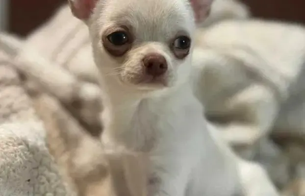 Cudowny chłopczyk krótkowłosy kremowy 3