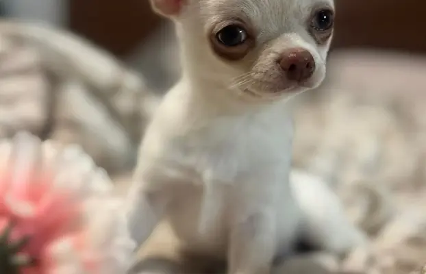 Cudowny chłopczyk krótkowłosy kremowy 4