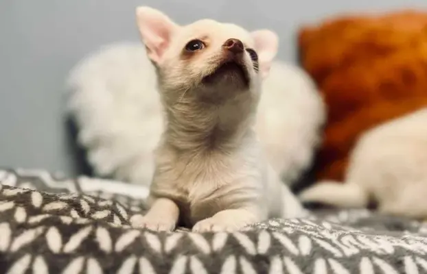 Cudowny chłopczyk krótkowłosy kremowy 5