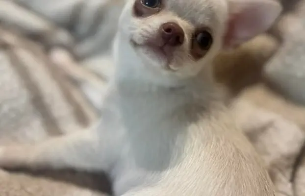 Cudowny chłopczyk krótkowłosy kremowy 7