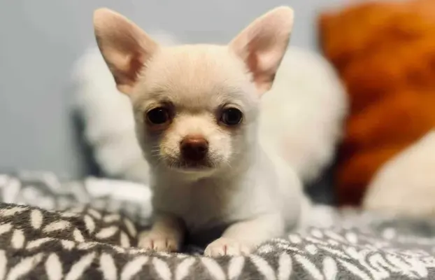 Cudowny chłopczyk krótkowłosy kremowy 8