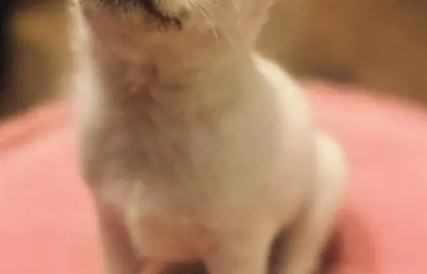 Piękny chłopczyk krótkowłosy jasnokremowy 5