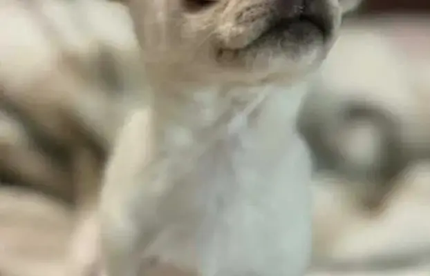 Piękny chłopczyk krótkowłosy jasnokremowy 6