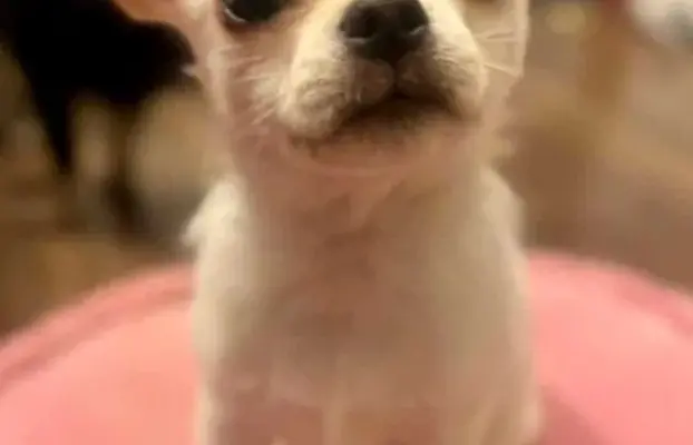 Piękny chłopczyk krótkowłosy jasnokremowy 7