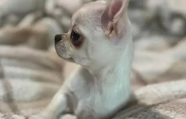 Piękny chłopczyk krótkowłosy jasnokremowy 4