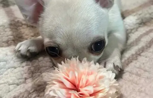 Piękny chłopczyk krótkowłosy jasnokremowy 8