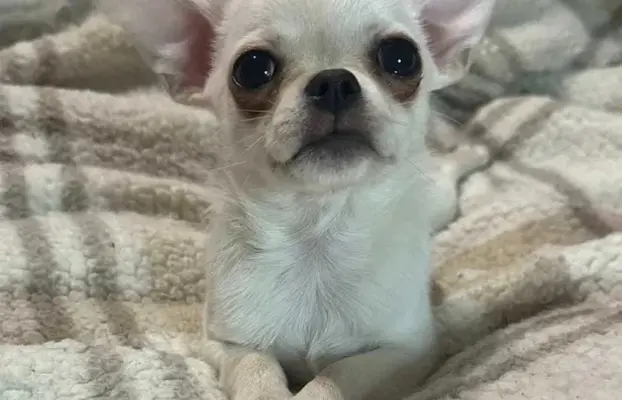 Piękny chłopczyk krótkowłosy jasnokremowy 2