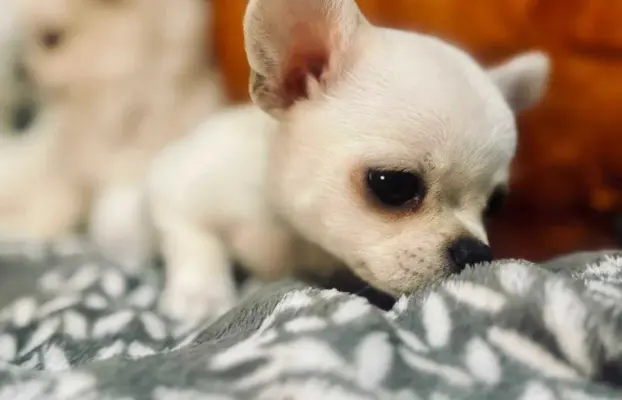 Piękny chłopczyk krótkowłosy jasnokremowy 3