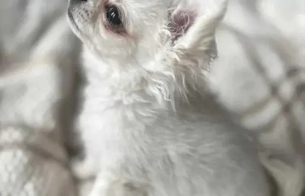 Maleńki biały długowłosy chłopczyk 2