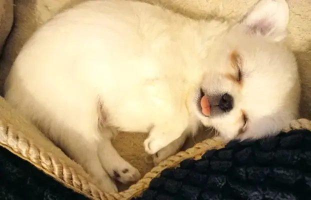 Maleńki biały długowłosy chłopczyk 5