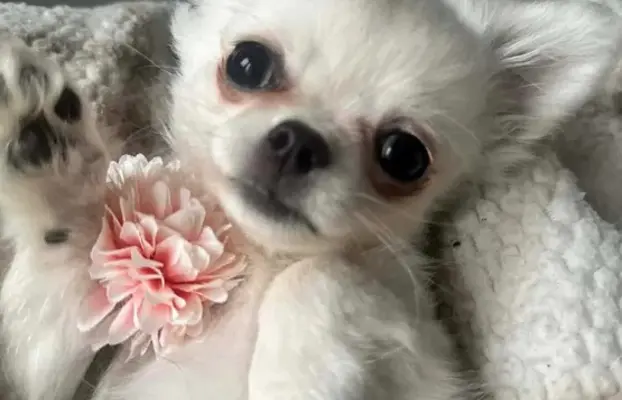 Maleńki biały długowłosy chłopczyk 1