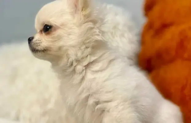 Maleńki biały długowłosy chłopczyk 3