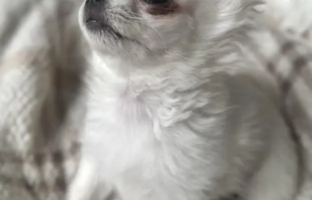 Maleńki biały długowłosy chłopczyk 7