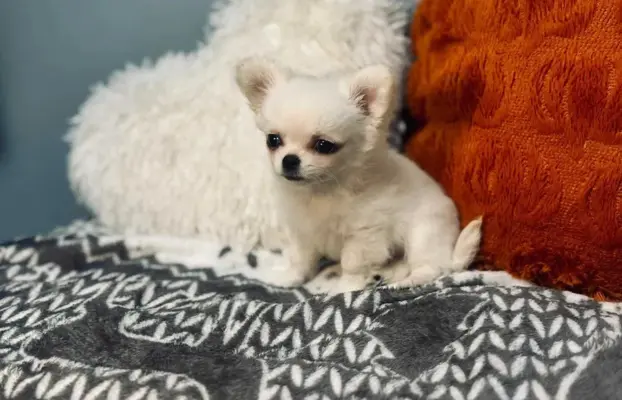 Maleńki biały długowłosy chłopczyk 8