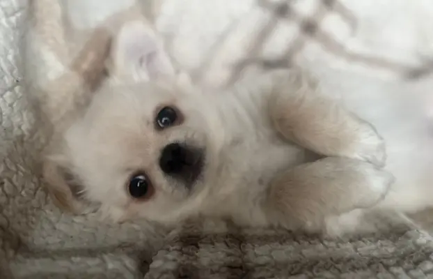 Piesek długowłosy biszkoptowy 4