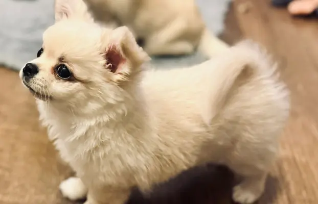 Piesek długowłosy biszkoptowy 2