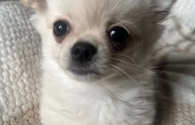 Piesek długowłosy biszkoptowy 7