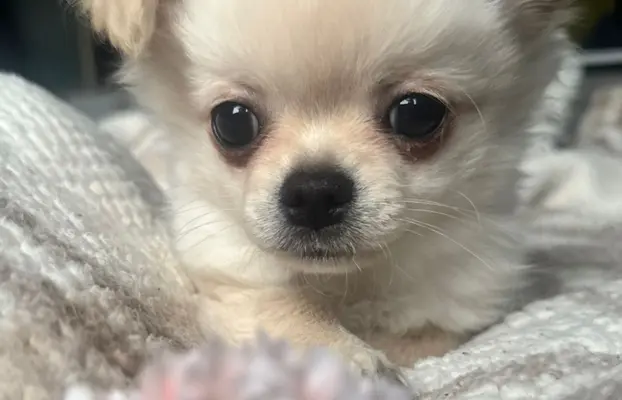 Piesek długowłosy biszkoptowy 8