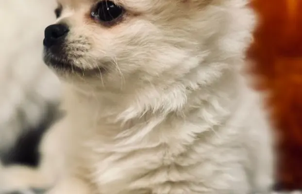 Piesek długowłosy biszkoptowy 3