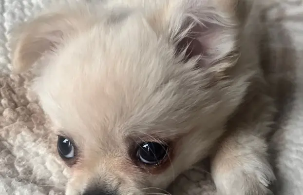 Piesek długowłosy biszkoptowy 5