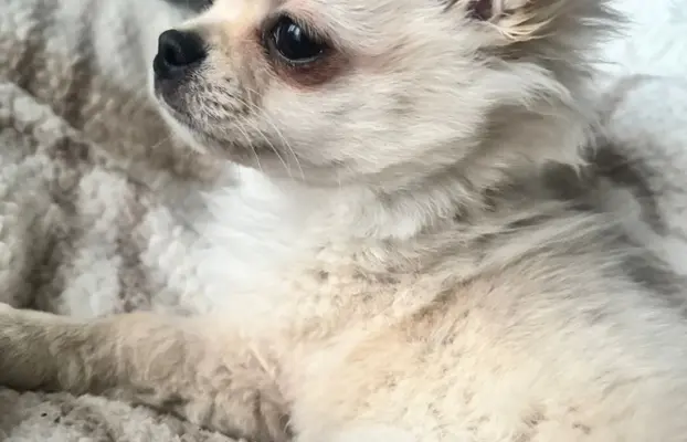 Piesek długowłosy biszkoptowy 9