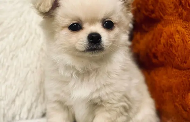 Piesek długowłosy biszkoptowy 10